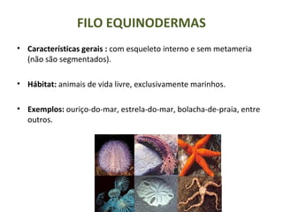FILO EQUINODERMAS
• Características gerais : com esqueleto interno e sem metameria
(não são segmentados).
• Hábitat: animais de vida livre, exclusivamente marinhos.
• Exemplos: ouriço-do-mar, estrela-do-mar, bolacha-de-praia, entre
outros.
 