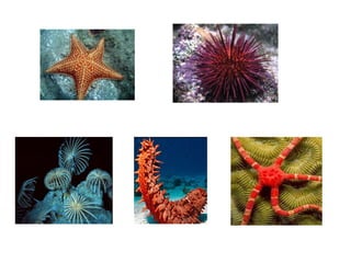 Estrela-do-mar Ouriço-do-mar
Lírio-do-mar Pepino-do-mar Serpente-do-mar
 