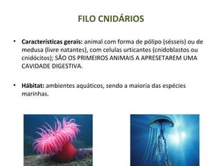 FILO CNIDÁRIOS
• Características gerais: animal com forma de pólipo (sésseis) ou de
medusa (livre natantes), com celulas urticantes (cnidoblastos ou
cnidócitos); SÃO OS PRIMEIROS ANIMAIS A APRESETAREM UMA
CAVIDADE DIGESTIVA.
• Hábitat: ambientes aquáticos, sendo a maioria das espécies
marinhas.
 