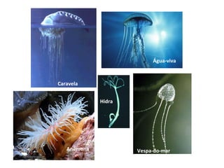 Caravela
Água-viva
Anêmona
Hidra
Vespa-do-mar
 