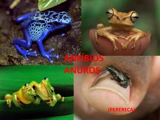 ANFÍBIOS
ANUROS
(PERERECA)