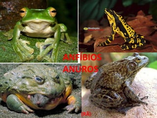 ANFÍBIOS
ANUROS
(RÃ)