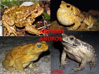 ANFÍBIOS
ANUROS
(SAPOS)