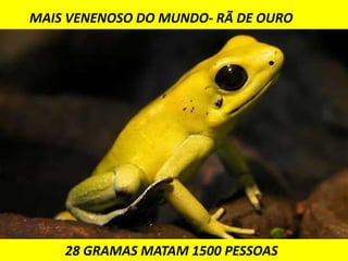 MAIS VENENOSO DO MUNDO- RÃ DE OURO
28 GRAMAS MATAM 1500 PESSOAS