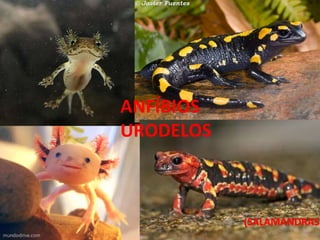 (SALAMANDRAS)
ANFÍBIOS
URODELOS