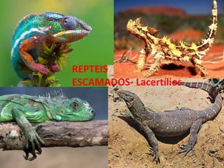REPTEIS
ESCAMADOS- Lacertílios