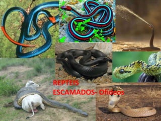 REPTEIS
ESCAMADOS- Ofídeos