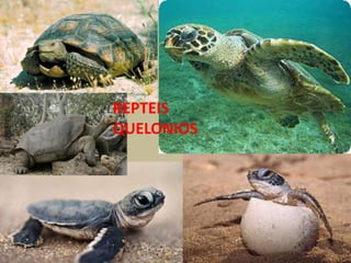 REPTEIS
QUELONIOS