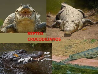 REPTEIS
CROCODILIANOS