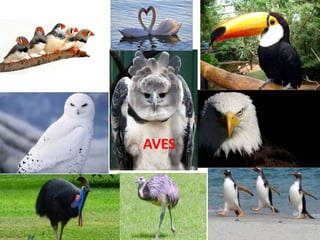 AVES