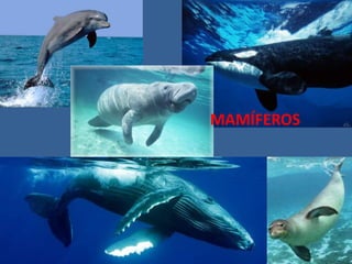 MAMÍFEROS