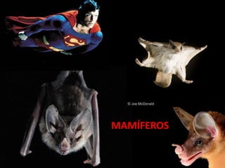 MAMÍFEROS