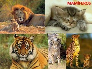 MAMÍFEROS