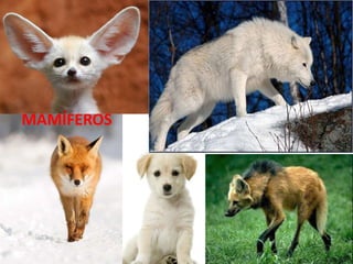 MAMÍFEROS
