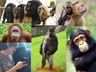 MAMÍFEROS