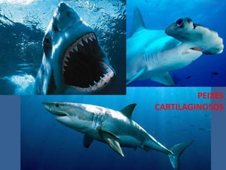 PEIXES
CARTILAGINOSOS