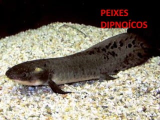 PEIXES
DIPNOÍCOS