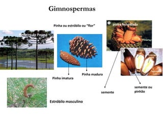 Pinheiro do Paraná
Pinha imatura
Pinha madura
Pinha ou estróbilo ou “flor” pinha fecundada
semente
semente ou
pinhão
Gimnospermas
Estróbilo masculino
 