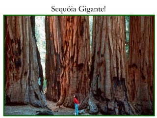 Sequóia Gigante!
 