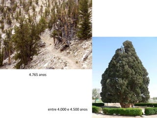 4.765 anos
entre 4.000 e 4.500 anos
 