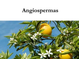 Angiospermas
 