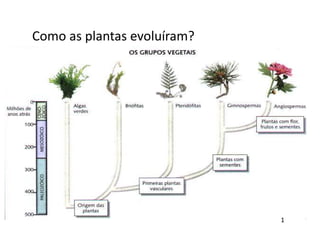 Como as plantas evoluíram?
1
 