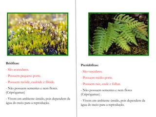 Briófitas:
- São avasculares.
- Possuem pequeno porte.
- Possuem rizóide, caulóide e filóide.
- Não possuem sementes e nem flores.
(Criptógamas)
- Vivem em ambiente úmido, pois dependem da
água do meio para a reprodução.
Pteridófitas:
- São vasculares.
- Possuem médio porte.
- Possuem raiz, caule e folhas.
- Não possuem sementes e nem flores
(Criptógamas) .
- Vivem em ambiente úmido, pois dependem da
água do meio para a reprodução.
 