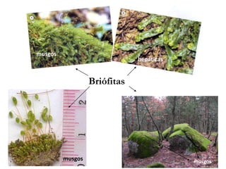 Briófitas
musgos
musgos
hepáticas
musgos
 