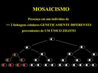 MOSAICISMO
            Presença em um indivíduo de
>= 2 linhagens celulares GENETICAMENTE DIFERENTES
         provenientes de UM ÚNICO ZIGOTO
 