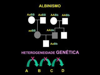 ALBINISMO

  AaBB      AaBB     AABb     AABb




     aaBB          AAbb



                    AaBb


HETEROGENEIDADE GENÉTICA

      x         x         x
 A          B       C         D
 