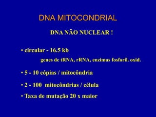 DNA MITOCONDRIAL
            DNA NÃO NUCLEAR !

• circular - 16.5 kb
        genes de tRNA, rRNA, enzimas fosforil. oxid.

• 5 - 10 cópias / mitocôndria

• 2 - 100 mitocôndrias / célula
• Taxa de mutação 20 x maior
 