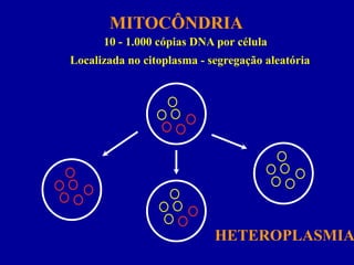 MITOCÔNDRIA
      10 - 1.000 cópias DNA por célula
Localizada no citoplasma - segregação aleatória




                            HETEROPLASMIA
 
