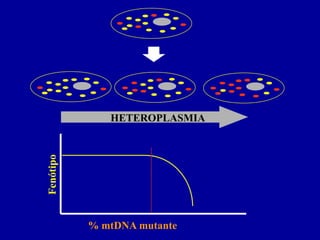 HETEROPLASMIA
Fenótipo




           % mtDNA mutante
 