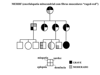 MERRF (encefalopatia mitocondrial com fibras musculares “raged-red”)




                    miopatia    surdez
                                               GRAVE
                    eplepsia     demência       MODERADO
 