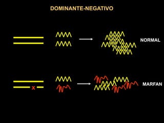 DOMINANTE-NEGATIVO




                         NORMAL




                         MARFAN
x
 
