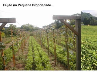 18
Feijão na Pequena Propriedade...
 
