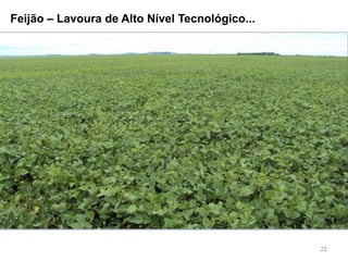 22
Feijão – Lavoura de Alto Nível Tecnológico...
 