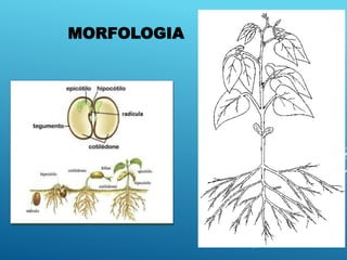 37
MORFOLOGIA
 