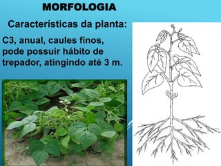 MORFOLOGIA
Características da planta:
C3, anual, caules finos,
pode possuir hábito de
trepador, atingindo até 3 m.
 