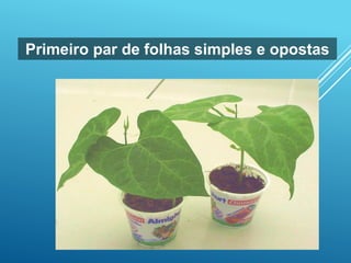 Primeiro par de folhas simples e opostas
 