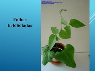 Folhas
trifolioladas
 