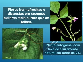Flores hermafroditas e
dispostas em racemos
axilares mais curtos que as
folhas.
Planta autógama, com
taxa de cruzamento
natural em torno de 2%.
 