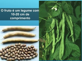 O fruto é um legume com
10-20 cm de
comprimento
 