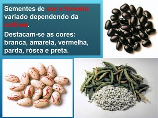 Sementes de cor e formato
variado dependendo da
cultivar.
Destacam-se as cores:
branca, amarela, vermelha,
parda, rósea e preta.
 