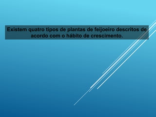 Existem quatro tipos de plantas de feijoeiro descritos de
acordo com o hábito de crescimento.
 