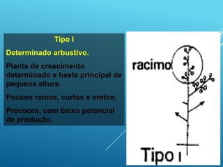 Tipo I
Determinado arbustivo.
Planta de crescimento
determinado e haste principal de
pequena altura.
Poucos ramos, curtos e eretos;
Precoces, com baixo potencial
de produção.
 