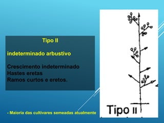 Tipo II
indeterminado arbustivo
Crescimento indeterminado
Hastes eretas
Ramos curtos e eretos.
- Maioria das cultivares semeadas atualmente
 