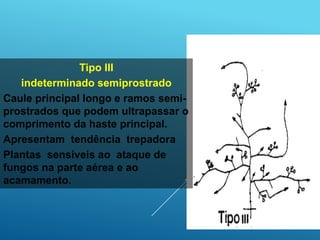 Tipo III
indeterminado semiprostrado
Caule principal longo e ramos semi-
prostrados que podem ultrapassar o
comprimento da haste principal.
Apresentam tendência trepadora
Plantas sensíveis ao ataque de
fungos na parte aérea e ao
acamamento.
 