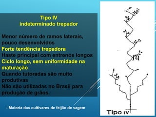 Tipo IV
indeterminado trepador
Menor número de ramos laterais,
pouco desenvolvidos
Forte tendência trepadora
Haste principal com entrenós longos
Ciclo longo, sem uniformidade na
maturação
Quando tutoradas são muito
produtivas
Não são utilizadas no Brasil para
produção de grãos.
- Maioria das cultivares de feijão de vagem
 