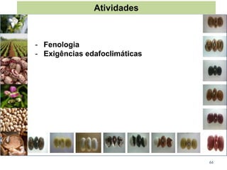 66
Atividades
- Fenologia
- Exigências edafoclimáticas
 